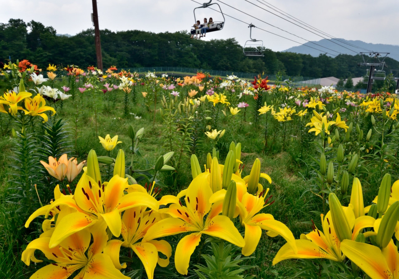 400万本のゆりが咲き誇るハンターマウンテン塩原へ 塩原温泉郷 栃木県 の旅行記 ブログ By 玄白さん フォートラベル 400万本のゆりが咲き誇るハンターマウンテン塩原へ 塩原温泉郷 栃木県 の旅行記 ブログ By 玄白さん フォートラベル