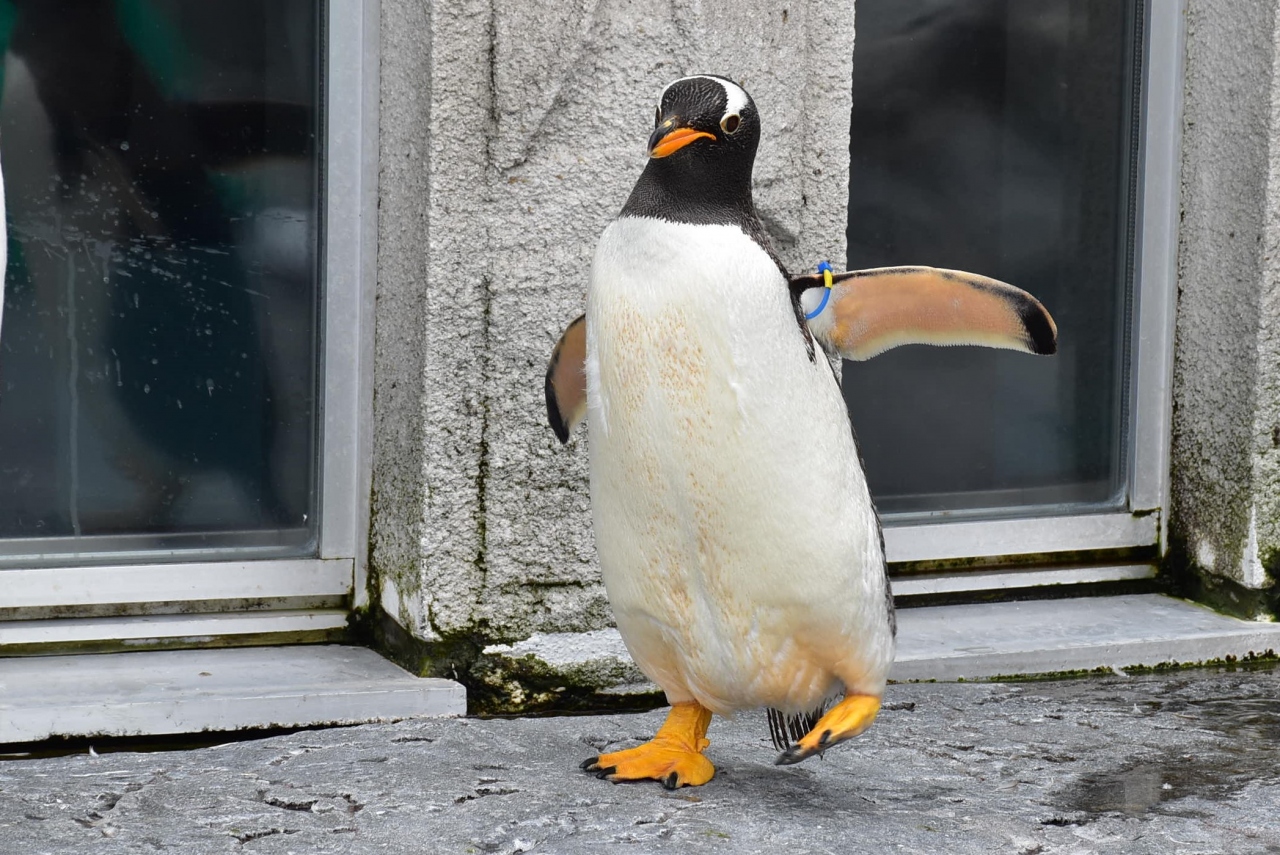身近に動物と接することができる人気の旭山動物園 北海道 旭川 北海道 の旅行記 ブログ By かっちんさん フォートラベル