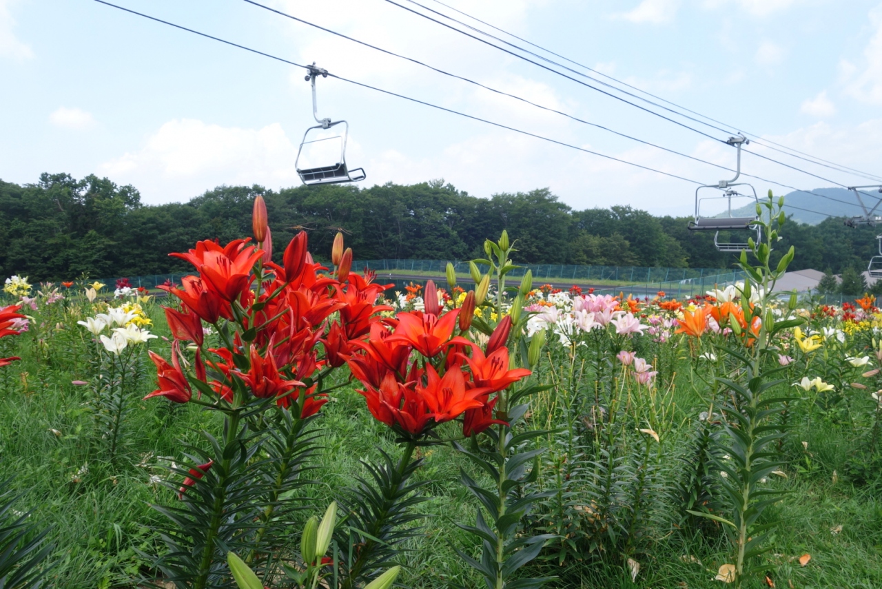 ハンターマウンテン天空のゆり観賞 塩原温泉郷 栃木県 の旅行記 ブログ By のびさん フォートラベル