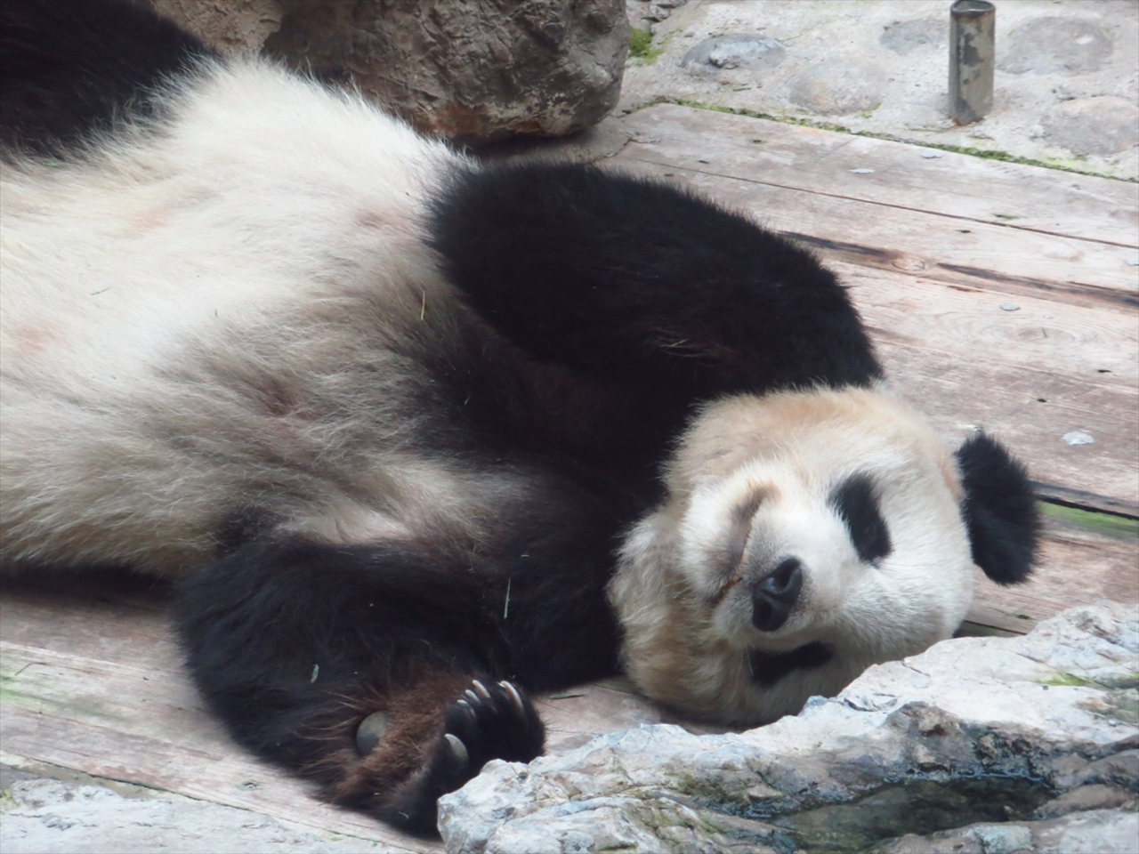 ぐだぐだ北京4 パンダもグッタリ 真夏の北京動物園 北京 中国 の旅行記 ブログ By 熱帯魚さん フォートラベル