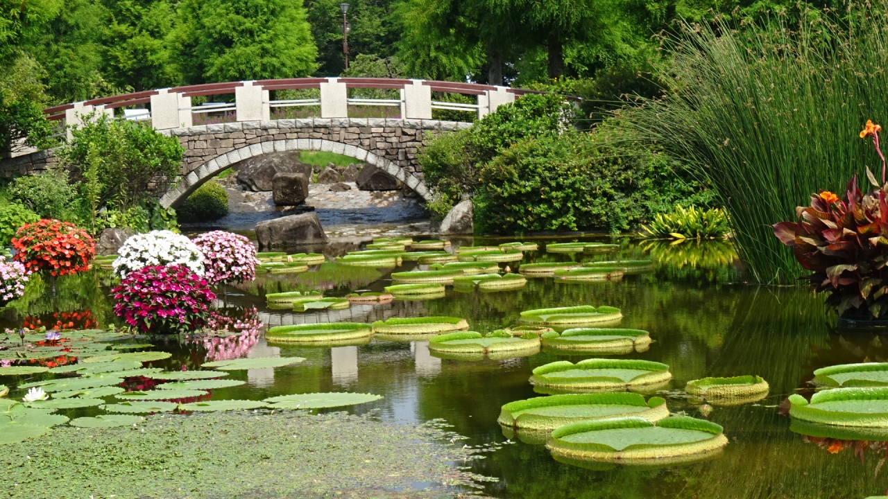草津ハス クルージング ０６ 草津市立水生植物公園みずの森 下巻 近江八幡 安土 滋賀県 の旅行記 ブログ By Hn11さん フォートラベル