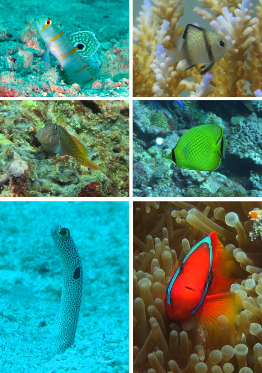 復刻 沖縄魚図鑑その６ 西表15 西表島 沖縄県 の旅行記 ブログ By 琉球熱さん フォートラベル