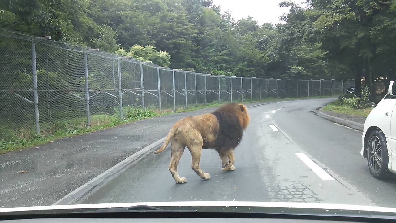 富士 サファリパーク