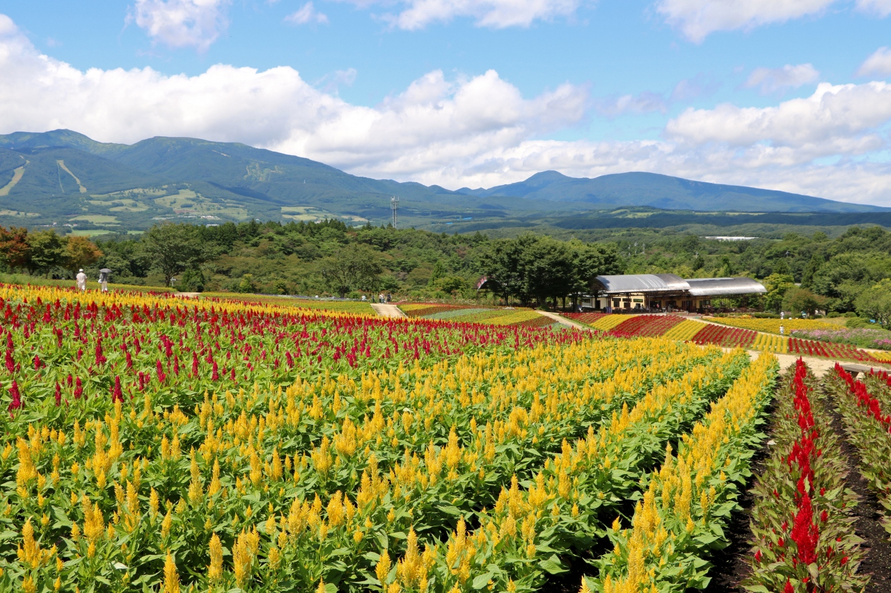 スケールの大きい景観が広がる 那須フラワーワールド を訪ねて 那須 栃木県 の旅行記 ブログ By Oakatさん フォートラベル スケールの大きい景観が広がる 那須フラワーワールド を訪ねて 那須 栃木県 の旅行記 ブログ By Oakatさん フォートラベル
