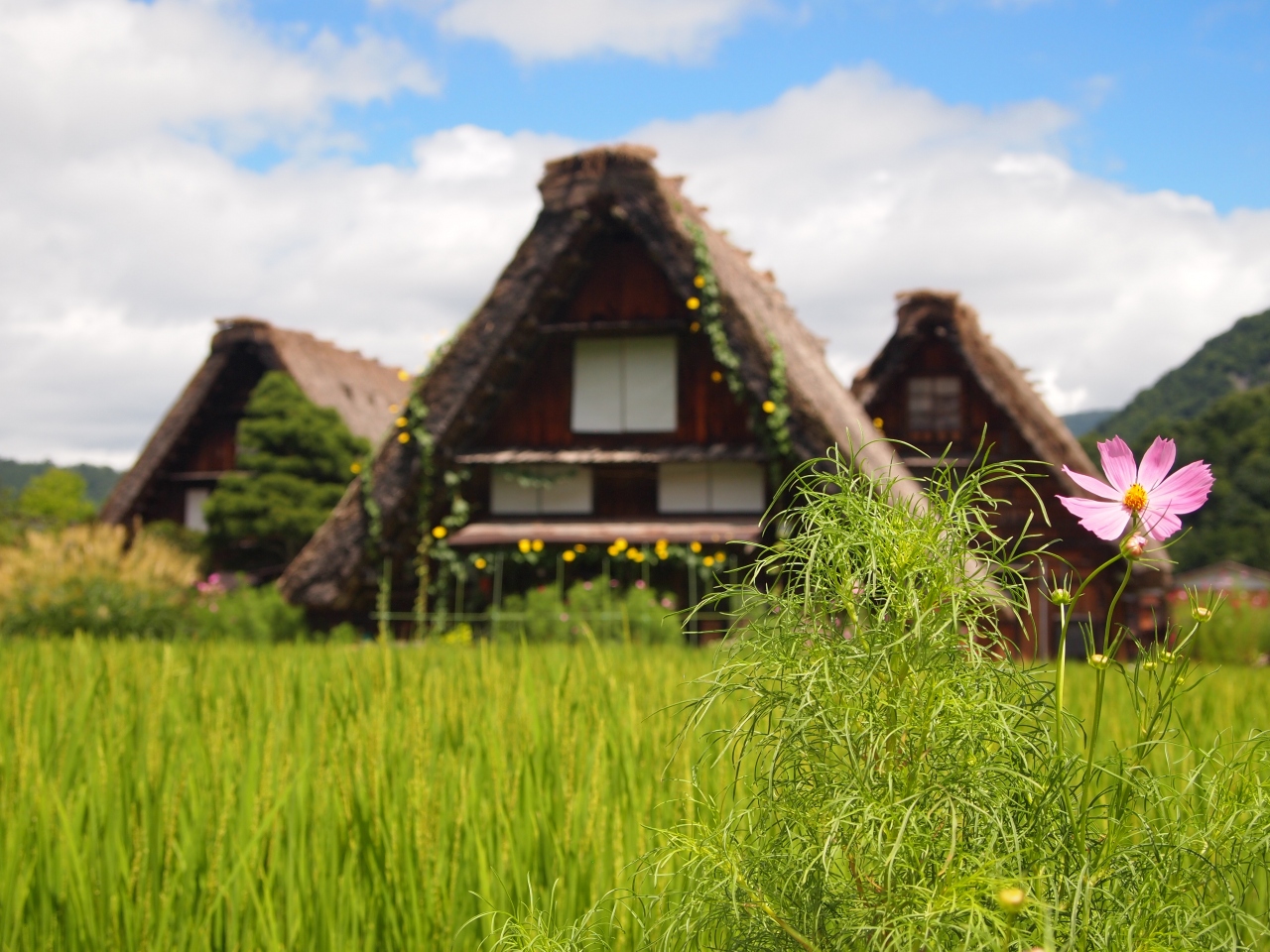 あぁ 夏の合掌造りもまた美しい 飛騨高山 白川郷の旅 白川郷編 白川郷 岐阜県 の旅行記 ブログ By たらこさん フォートラベル