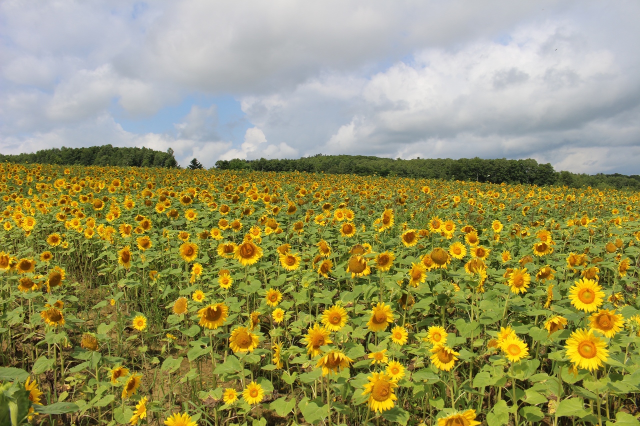 北海道ひまわり紀行 北竜 名寄 旭川 宗谷岬 北海道の旅行記 ブログ By 天空の城さん フォートラベル