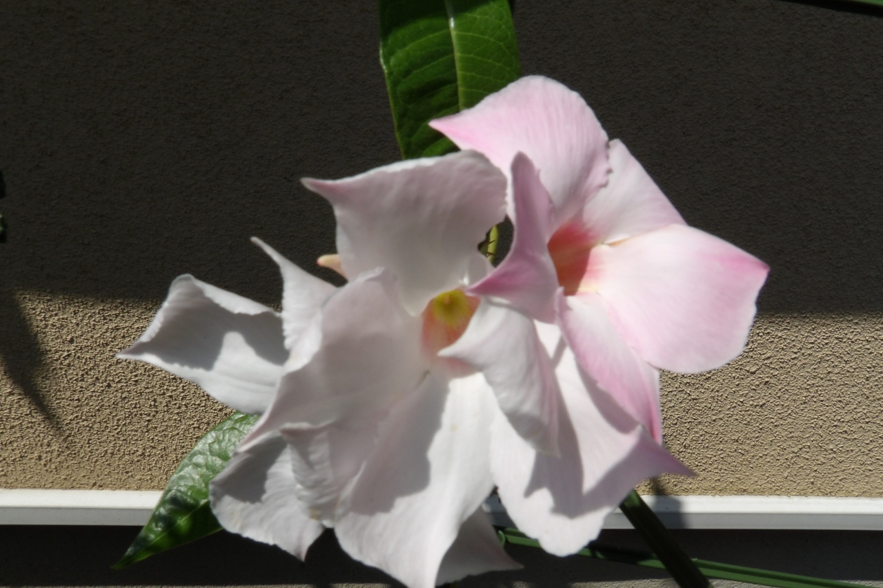 1年近く探していたつる植物の名前が分かりました マンデビラ ホワイトデライトです 平塚 大磯 神奈川県 の旅行記 ブログ By ドクターキムルさん フォートラベル