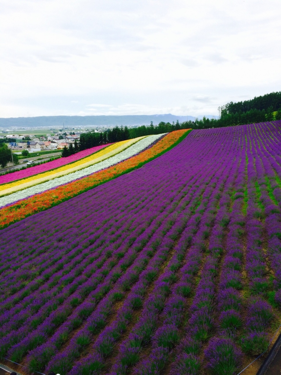 北海道旅行 2日目はラベンダーと小樽散策 北海道の旅行記 ブログ By Kawataroさん フォートラベル