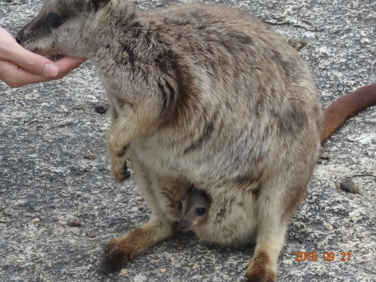 33 15年9月オーストラリア ケアンズ6日間 夜行性動物探検ﾂｱｰ ﾜﾗﾋﾞｰに餌付け 絞め殺しの木 ｶﾓﾉﾊｼ qﾃﾞｨﾅｰ ﾎﾟｯｻﾑ 夜景 アサートンテーブルランド周辺 オーストラリア の旅行記 ブログ By 愛猫シロネコさん フォートラベル