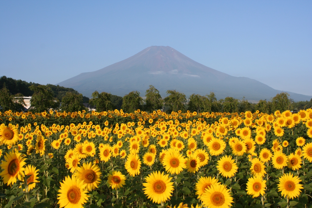 富士山とひまわり 花の都公園 明野 山梨県の旅行記 ブログ By 天空の城さん フォートラベル