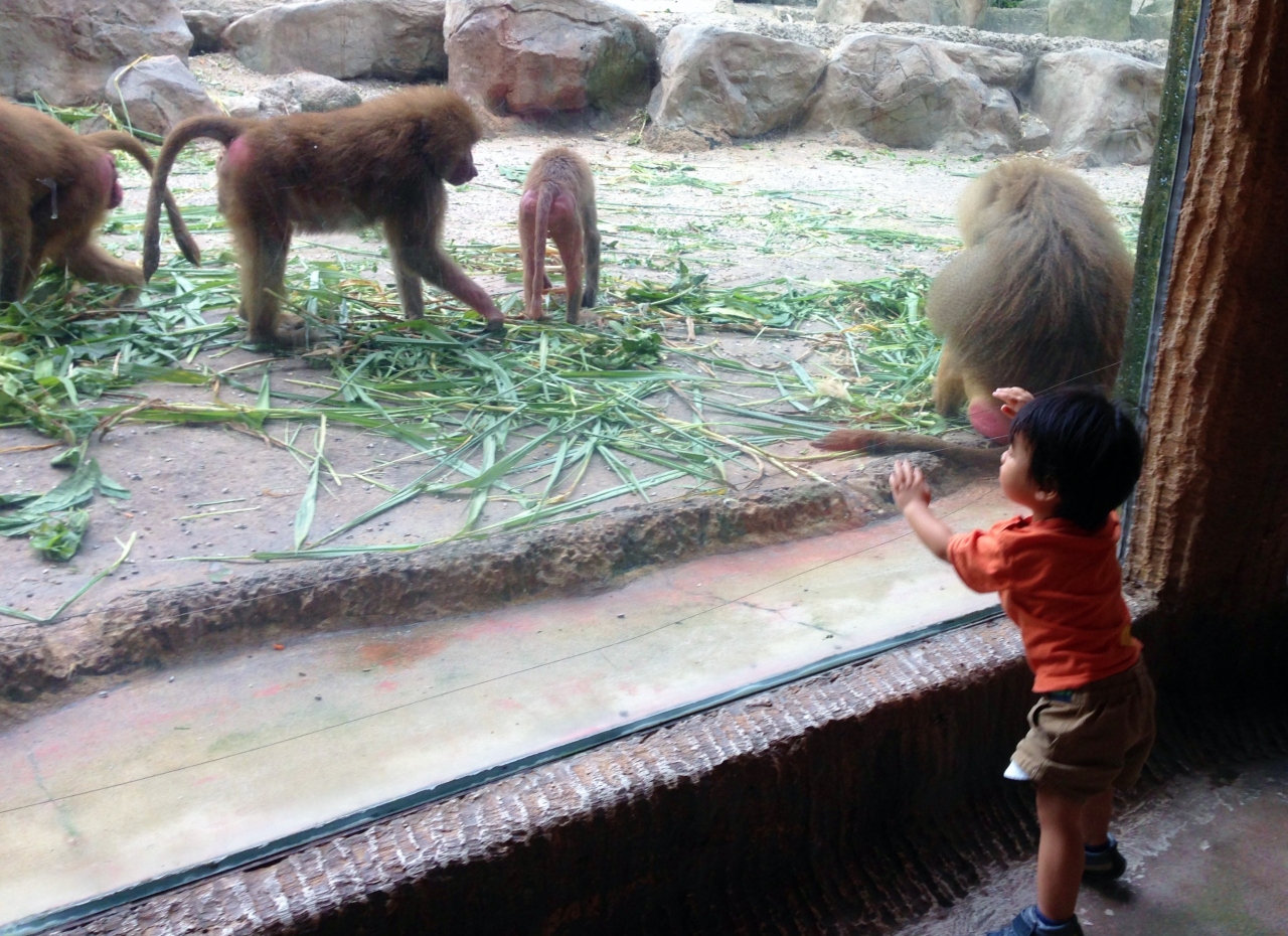 シンガポールへ弾丸ツアー 動物園 お土産 シンガポール シンガポール の旅行記 ブログ By よいにゃんこさん フォートラベル