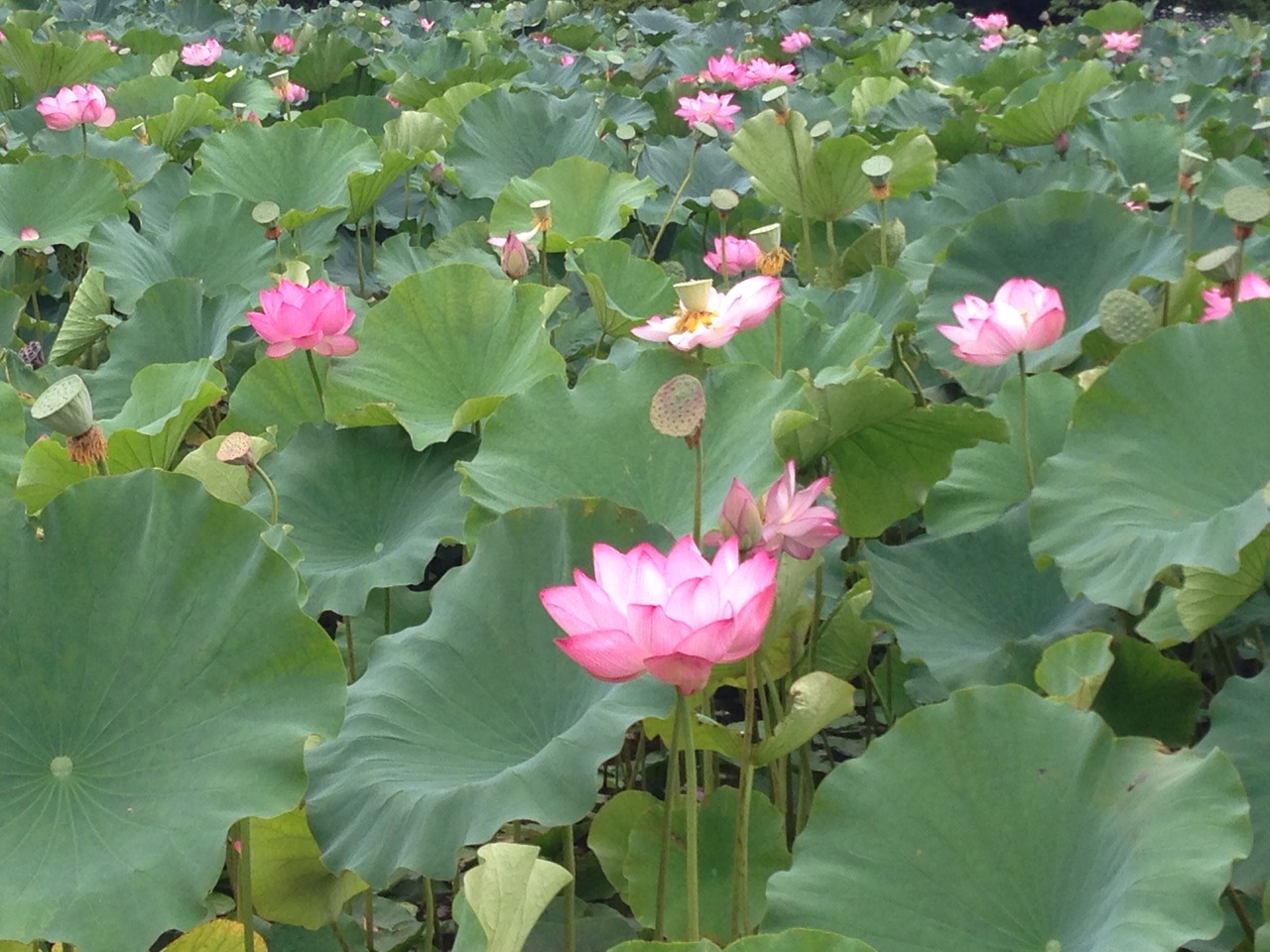 蓮の花咲く公園から竿燈大通りへ 秋田県の旅行記 ブログ By はたぼーさん フォートラベル 蓮の花咲く公園から竿燈大通りへ 秋田県の旅行記 ブログ By はたぼーさん フォートラベル