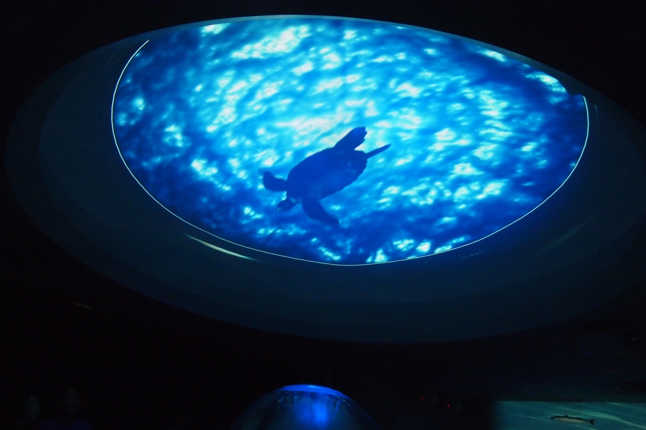 夏の終わり 湘南散策旅 江ノ島水族館から七里ケ浜まで 神奈川県の旅行記 ブログ By Emiさん フォートラベル 夏の終わり 湘南散策旅 江ノ島水族館から七里ケ浜まで 神奈川県の旅行記 ブログ By Emiさん フォートラベル