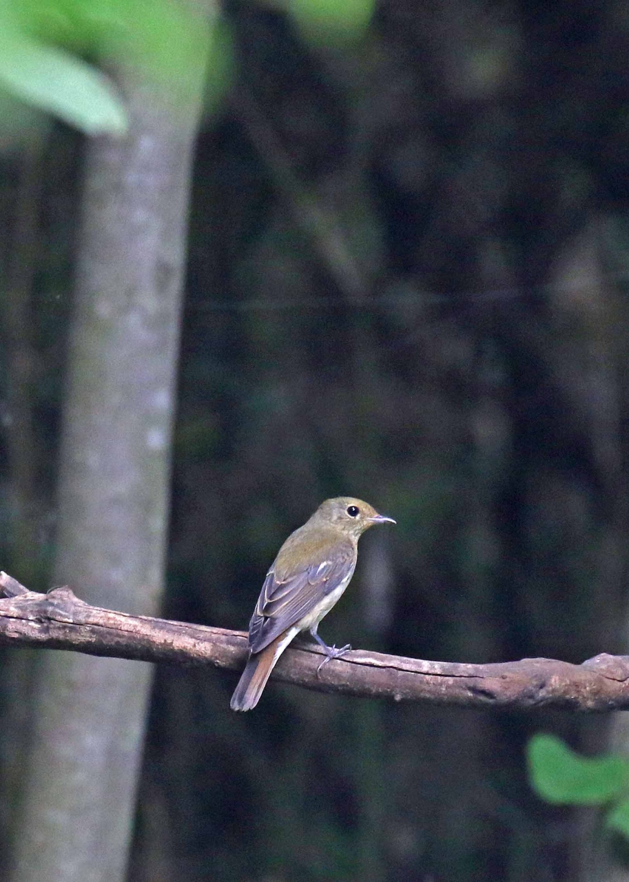 野鳥撮影記録 2015年9月前半 調布 狛江 東京 の旅行記 ブログ By 展望車さん フォートラベル 野鳥撮影記録 2015年9月前半 調布 狛江 東京 の旅行記 ブログ By 展望車さん フォートラベル