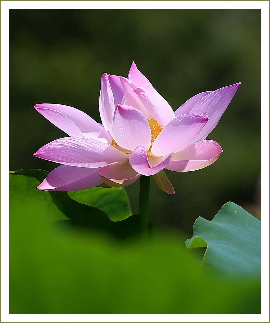 Solitary Journey 1635 大好きな蓮の花を撮りに行ってきました 植物の中で最も古い植物のひとつです 蓮畑 広島県北広島 町 三段峡 安芸太田 北広島 広島県 の旅行記 ブログ By Mechagodzilla 703さん フォートラベル Solitary Journey 1635 大好きな蓮の花を撮りに行ってきました 植物の中で最も古い植物のひとつです 蓮畑 広島県北広島 町 三段峡 安芸太田 北広島 広島県 の旅行記 ブログ By Mechagodzilla 703さん フォートラベル