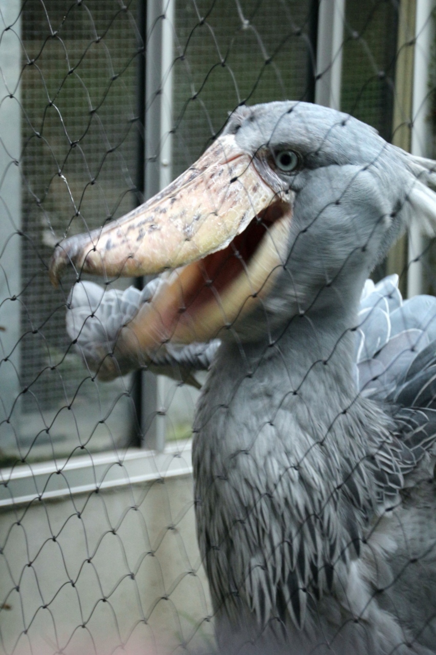 観劇前に上野動物園めぐり 後編 小獣舎のアイドルたちやアクティブなハシビロコウやコビトカバに会えた 上野 御徒町 東京 の旅行記 ブログ By まみさん フォートラベル