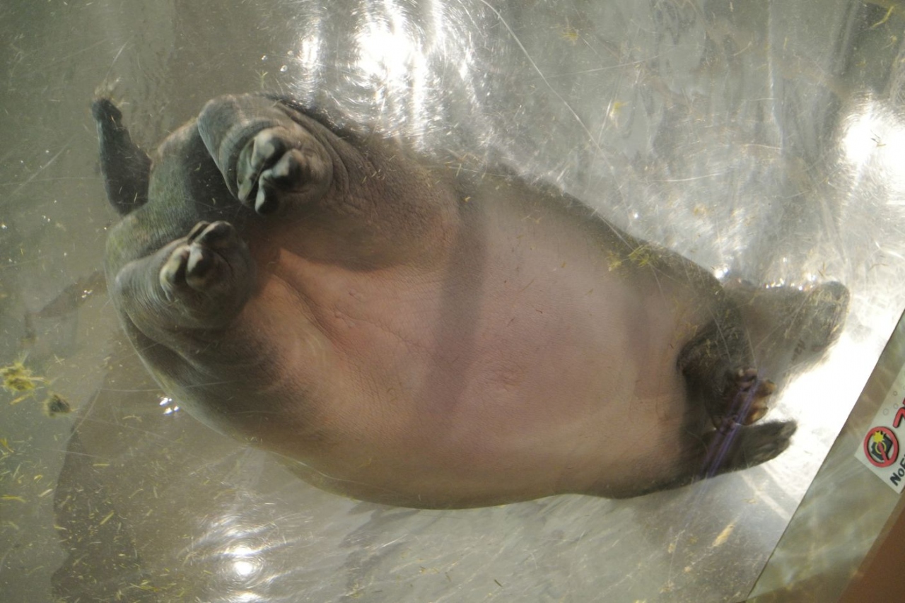 9月の土曜日の旭山動物園 旭川 北海道 の旅行記 ブログ By ちびのぱぱさん フォートラベル 9月の土曜日の旭山動物園 旭川 北海道 の旅行記 ブログ By ちびのぱぱさん フォートラベル
