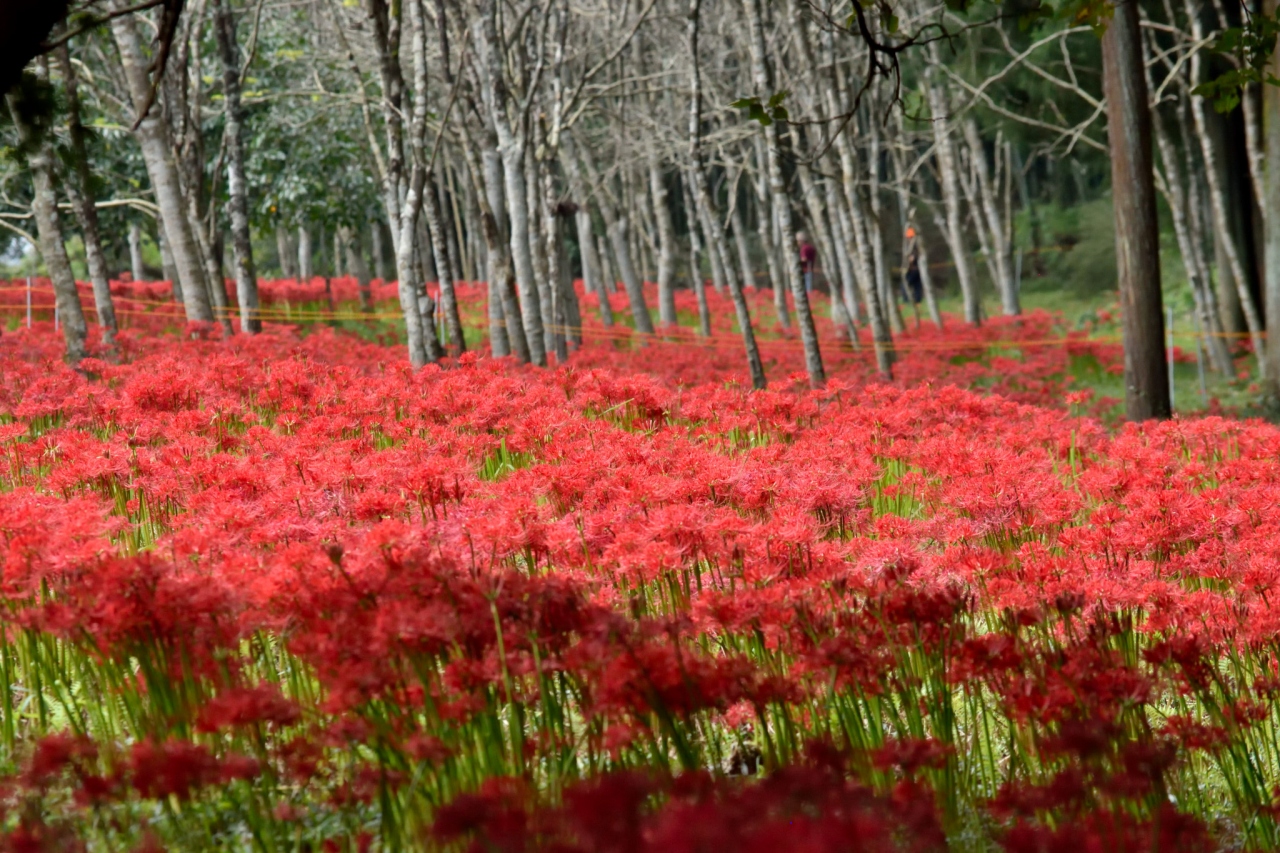 鹿沼の彼岸花名所巡り 2 ミニ巾着田のような遊の郷と鹿沼の田園風景 鹿沼 栃木県 の旅行記 ブログ By 玄白さん フォートラベル