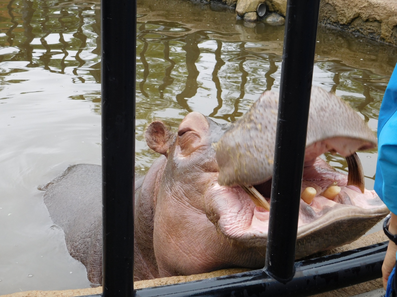 15年9月 旭山動物園 旭川 北海道 の旅行記 ブログ By Morkaさん フォートラベル