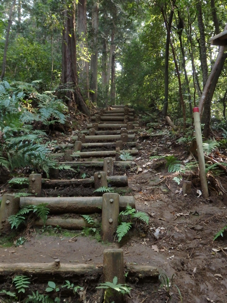 『トトロの森に行ってきました。』所沢(埼玉県)の旅行記・ブログ by エビルさん【フォートラベル】