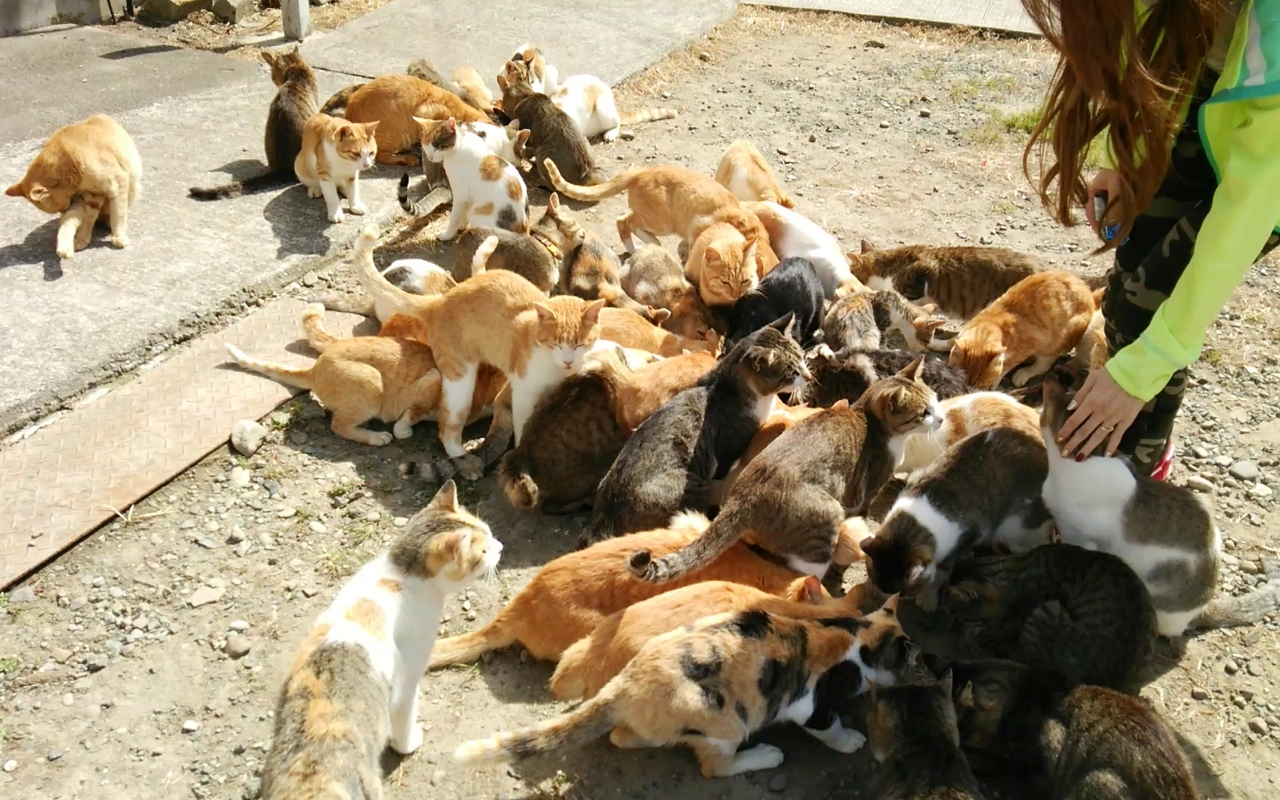 姉弟旅行 愛媛 猫の楽園こと青島 伊予 砥部 愛媛県 の旅行記 ブログ By ティポマスターさん フォートラベル