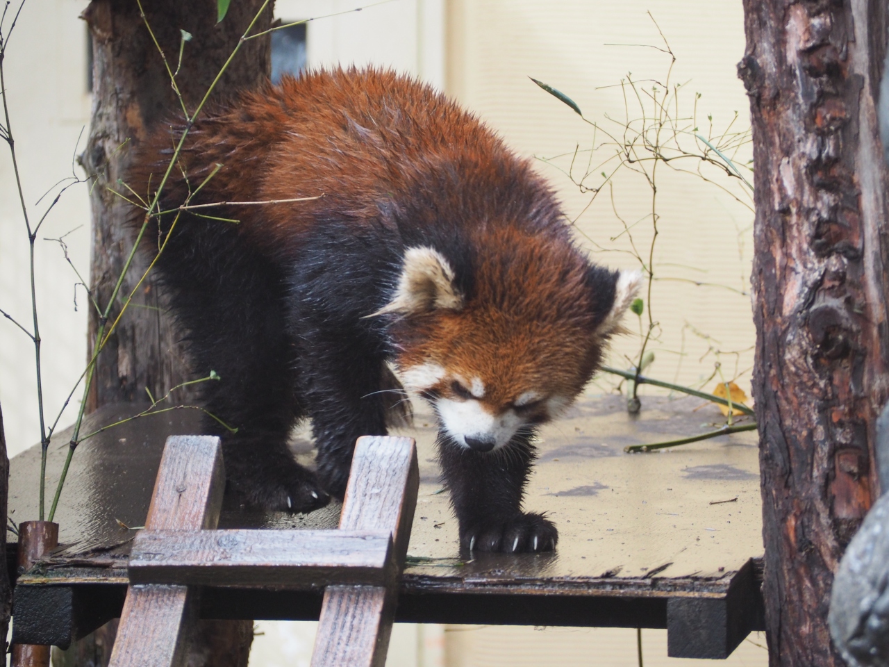 北海道キャンペーン３日間 その３ レッサーくんとも会えた旭山動物園 旭川 北海道 の旅行記 ブログ By のーとくんさん フォートラベル