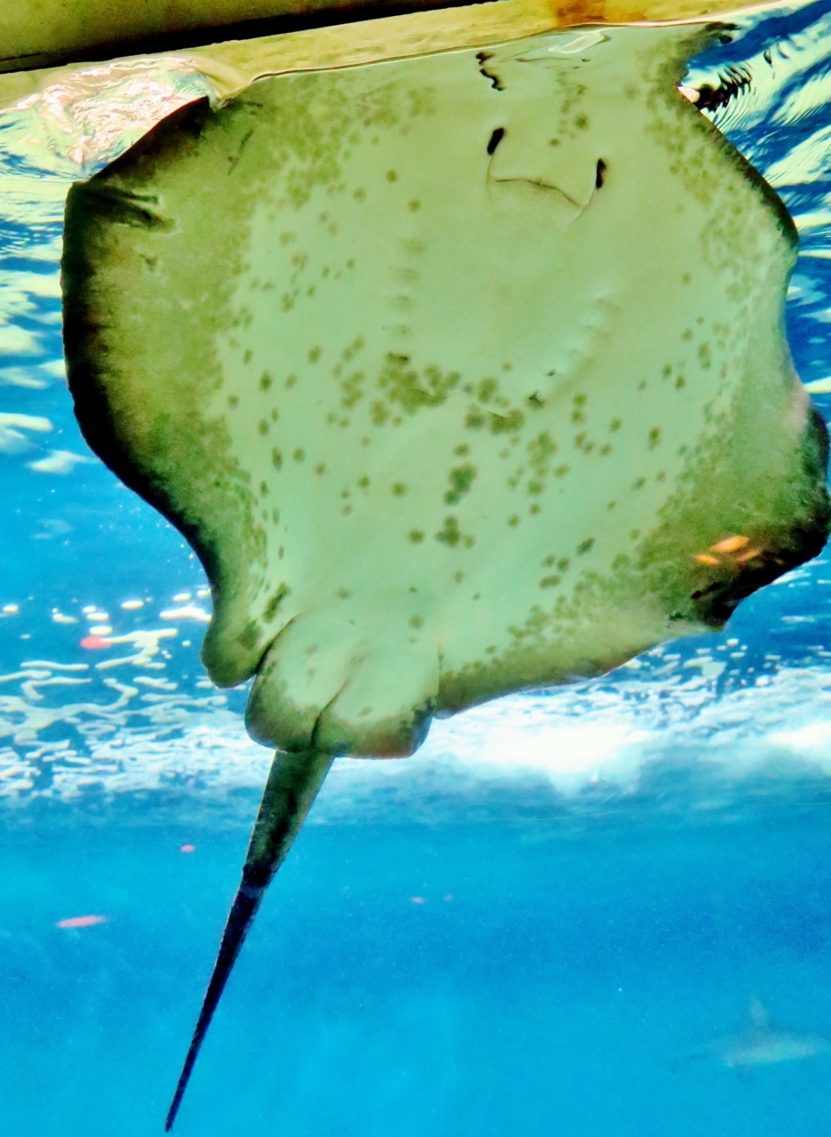 葛西臨海水族園3 6 サメとエイ類 ハンマーヘッドも悠々と イワシの群れとも共存 葛西 東京 の旅行記 ブログ By マキタン2さん フォートラベル