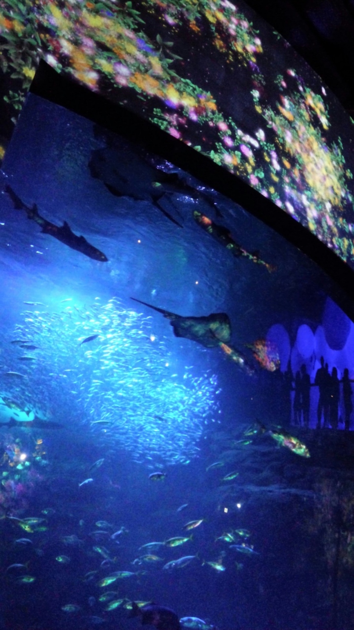 10月4日はイワシの日 抽選に当たって 新江ノ島水族館でイベントに参加する ナイトワンダーアクアリアム 藤沢 江ノ島 神奈川県 の旅行記 ブログ By Phophochangさん フォートラベル