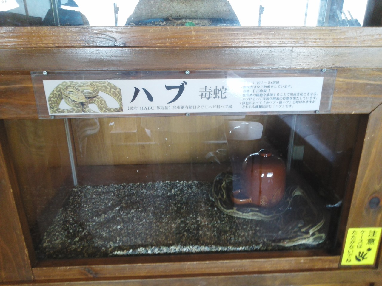 原ハブ屋奄美でハブのショー見学 奄美大島 鹿児島県 の旅行記 ブログ By かよちゃんさん フォートラベル