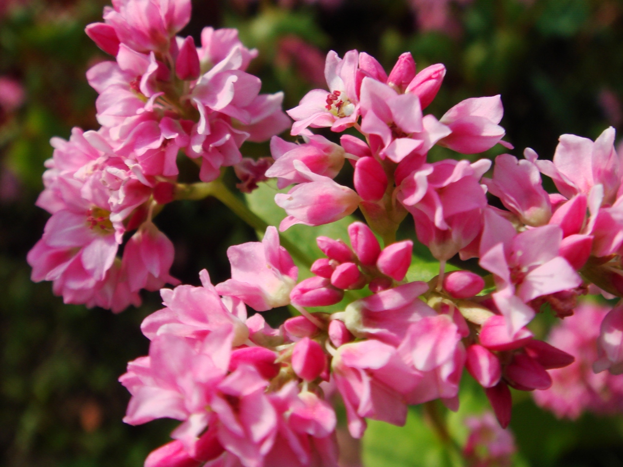 久喜市 加須市 赤いそばの花 薄紫のホテイアオイの花 幸手 久喜 栗橋 埼玉県 の旅行記 ブログ By ミッキーマーチさん フォートラベル 久喜市 加須市 赤いそばの花 薄紫のホテイアオイの花 幸手 久喜 栗橋 埼玉県 の旅行記 ブログ By ミッキーマーチさん フォートラベル