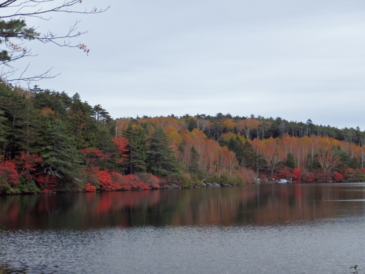 北八ヶ岳 白駒池の紅葉 佐久 長野県 の旅行記 ブログ By さや犬さん フォートラベル