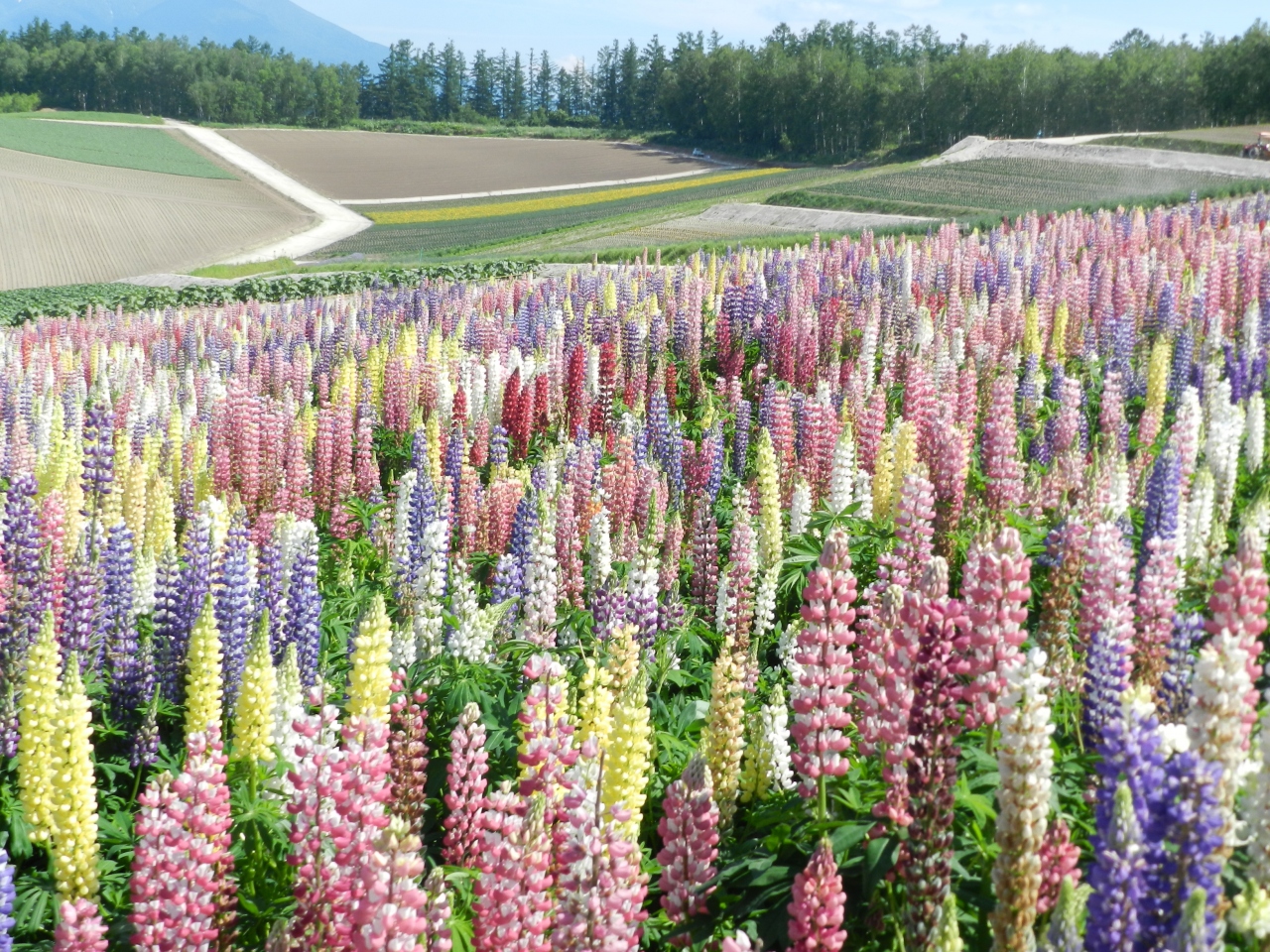 四季彩の丘 はルピナスの丘 15初夏の爽やか北海道 花とグルメな旅 その１１ 美瑛 びえい 北海道 の旅行記 ブログ By Joecoolさん フォートラベル