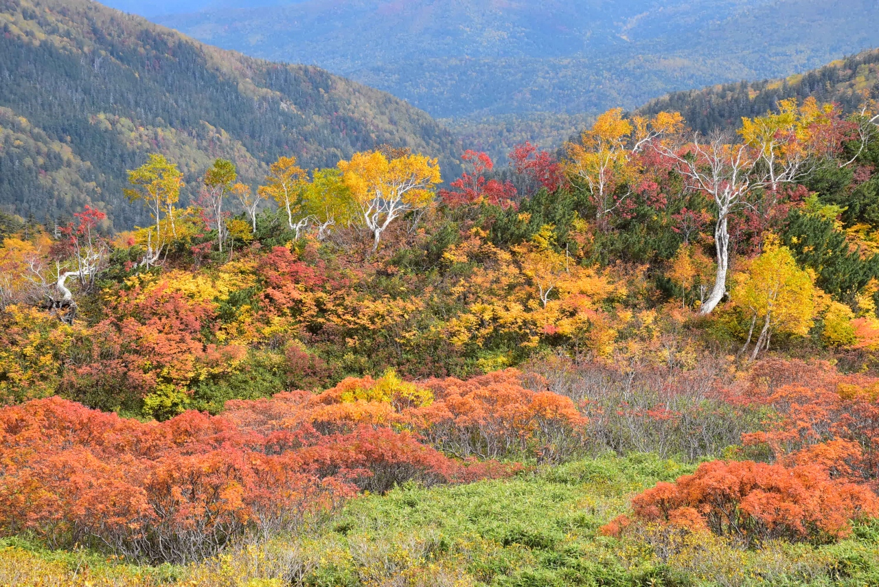原生林の鮮やかな紅葉が見られる 大雪高原温泉沼めぐり 2 北海道 層雲峡 北海道 の旅行記 ブログ By かっちんさん フォートラベル