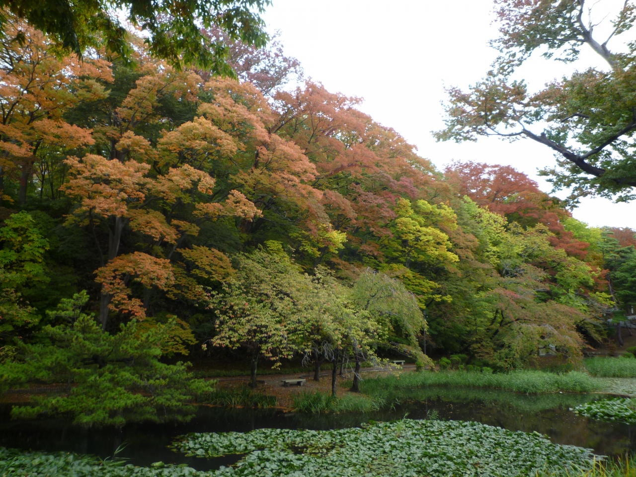 紅葉始めの千秋公園 秋田市 秋田県 の旅行記 ブログ By Koma04さん フォートラベル