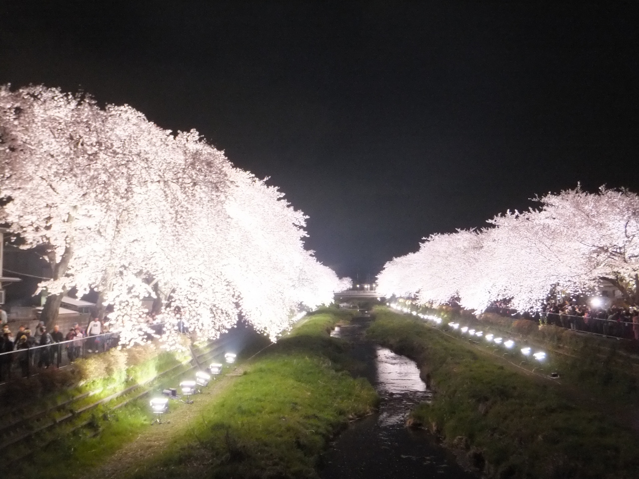 15 野川で夜桜観覧 調布 狛江 東京 の旅行記 ブログ By Dorompaさん フォートラベル