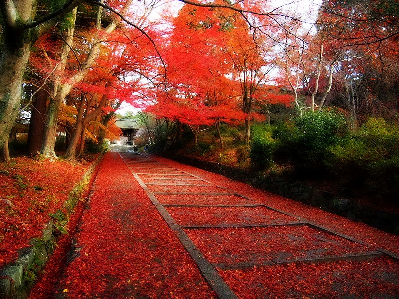 無料ダウンロード 京都紅葉絨毯