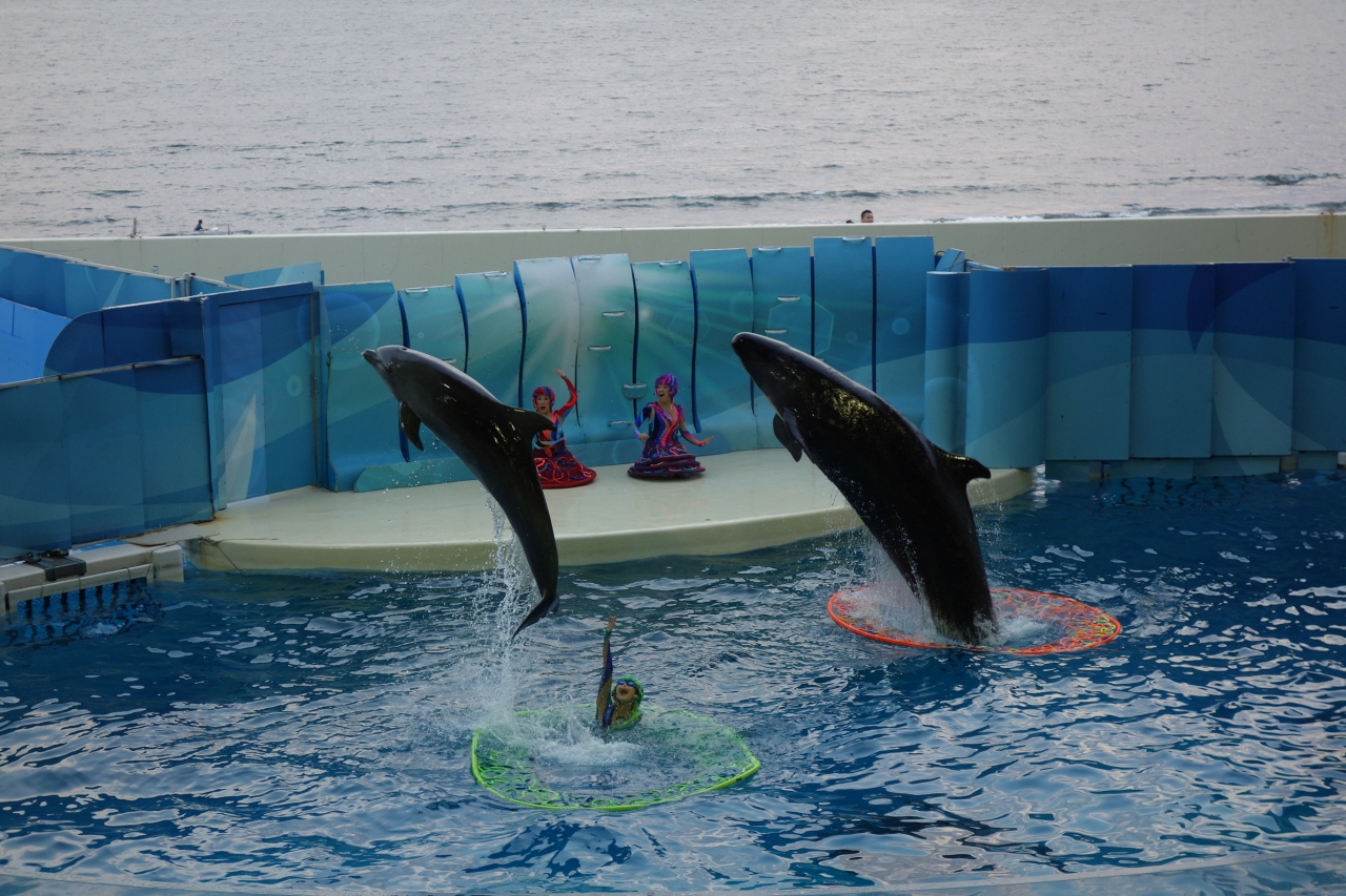 10月4日はイワシの日 抽選に当たって 新江ノ島水族館でイベントに参加する 主人公はイルカ クラゲ 藤沢 江ノ島 神奈川県 の旅行記 ブログ By Phophochangさん フォートラベル 10月4日はイワシの日 抽選に当たって 新江ノ島水族館でイベントに参加する 主人公はイルカ クラゲ 藤沢 江ノ島 神奈川県 の旅行記 ブログ By Phophochangさん フォートラベル