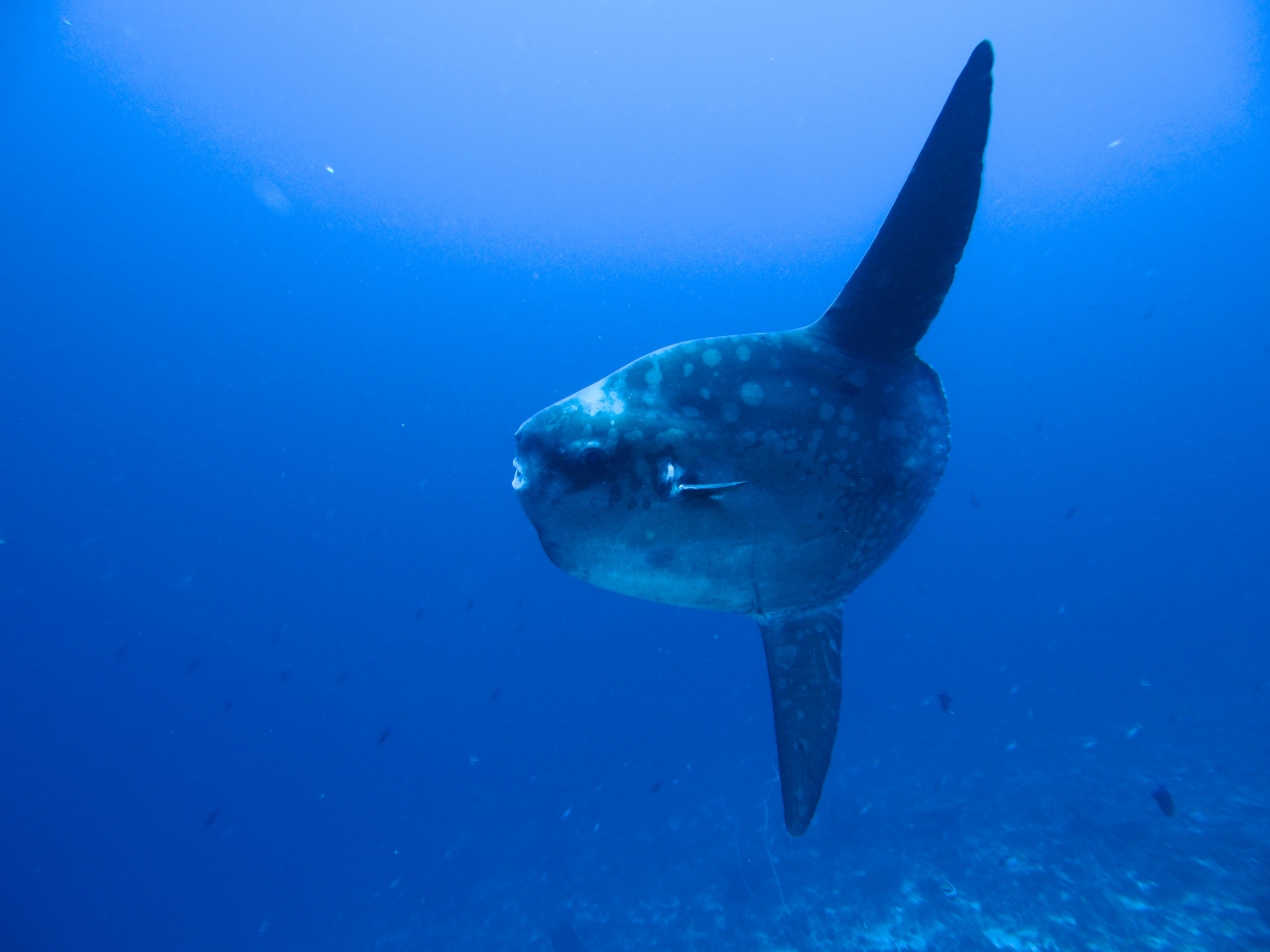 バリ島での夏休み マンボウダイビング 前編 Summer Vacation In Bali Mola Mola Diving 1 バリ島 インドネシア の旅行記 ブログ By Yundyさん フォートラベル バリ島での夏休み マンボウダイビング 前編 Summer Vacation In Bali Mola Mola Diving 1 バリ島 インドネシア の旅行記 ブログ By Yundyさん フォートラベル