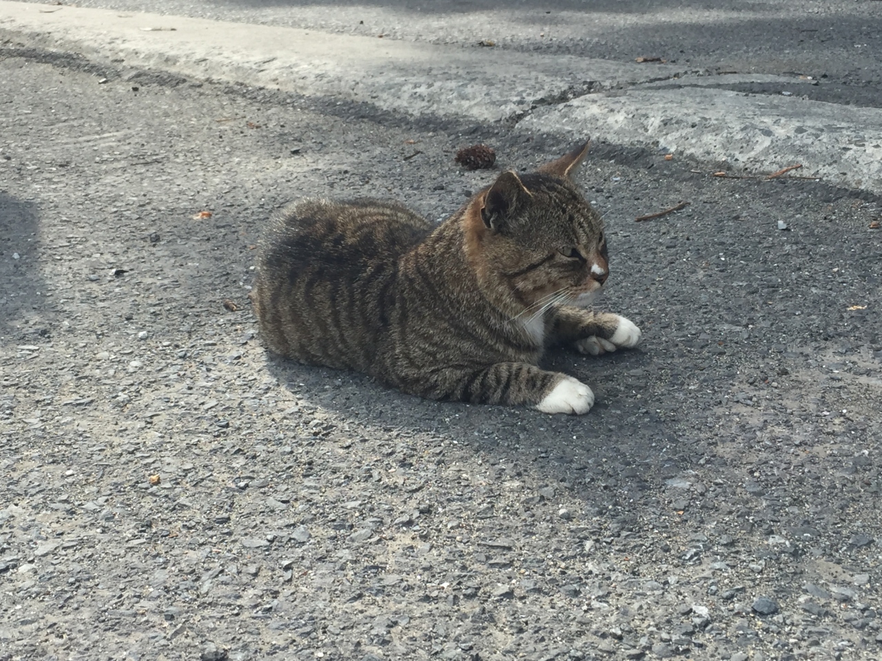 猫の島 田代島 網地島訪問記 石巻 宮城県 の旅行記 ブログ By Shuuu19さん フォートラベル 猫の島 田代島 網地島訪問記 石巻 宮城県 の旅行記 ブログ By Shuuu19さん フォートラベル