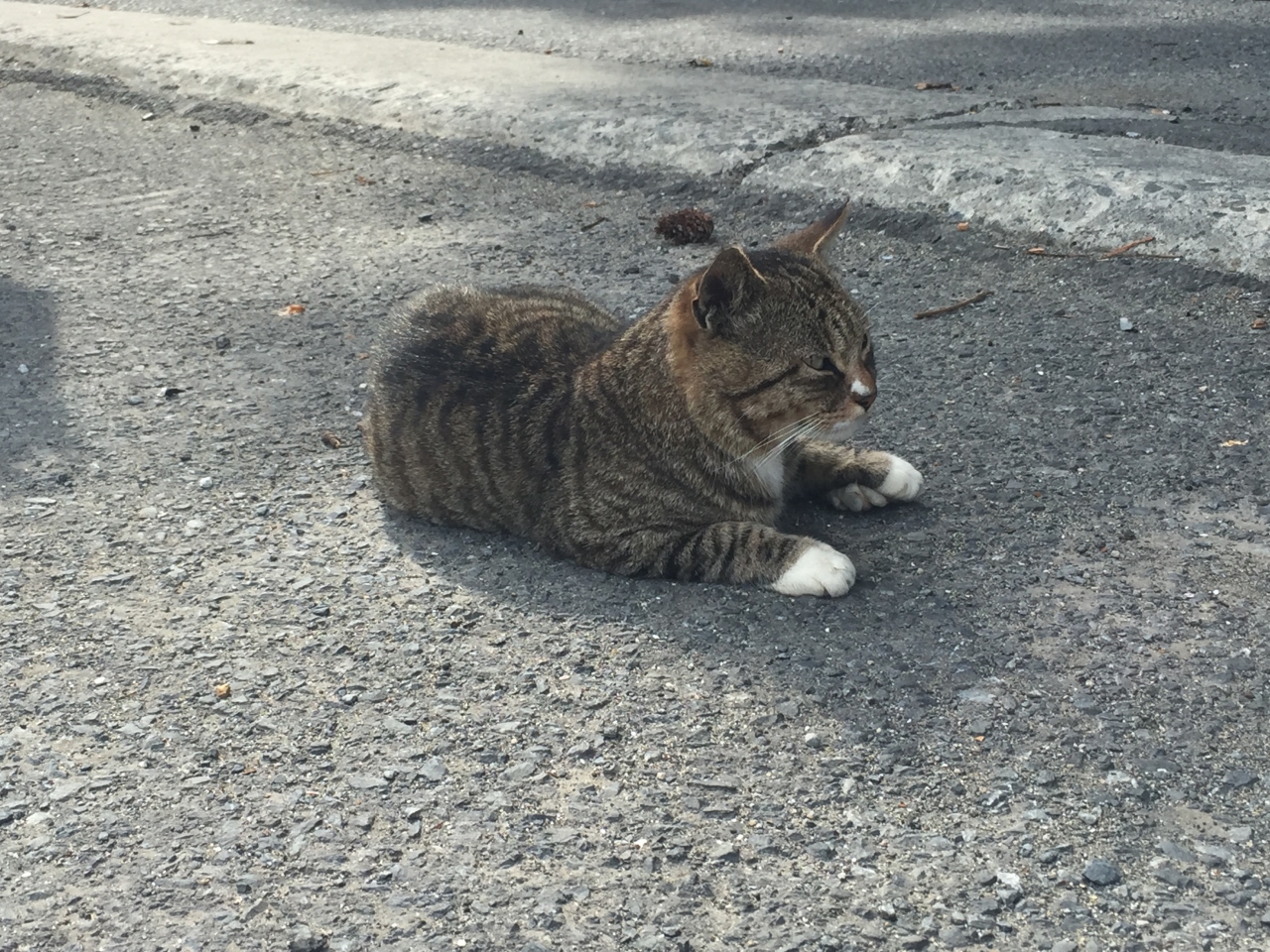 猫の島 田代島 網地島訪問記 石巻 宮城県 の旅行記 ブログ By Shuuu19さん フォートラベル