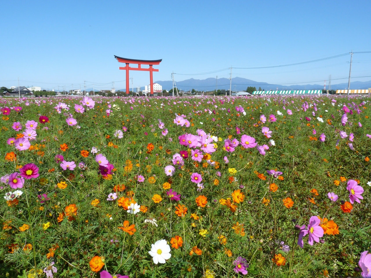 小泉町のコスモス 群馬県 伊勢崎市 15 伊勢崎 群馬県 の旅行記 ブログ By Minamicazeさん フォートラベル