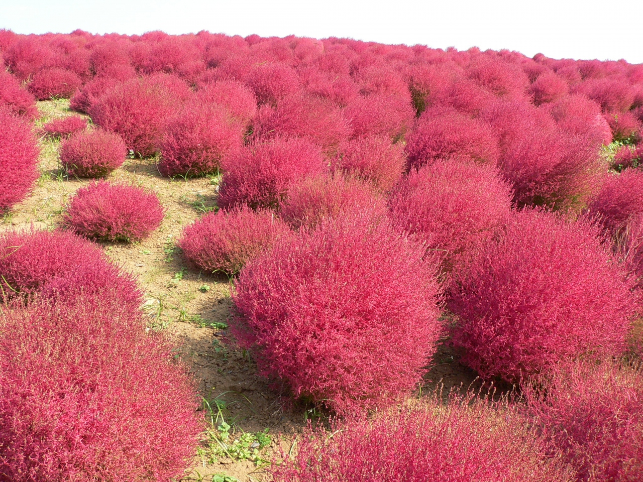 秋色に染まるコキア ホウキギ を見に ひたち海浜公園 茨城 ひたちなか 茨城県 の旅行記 ブログ By ケン マキさん フォートラベル