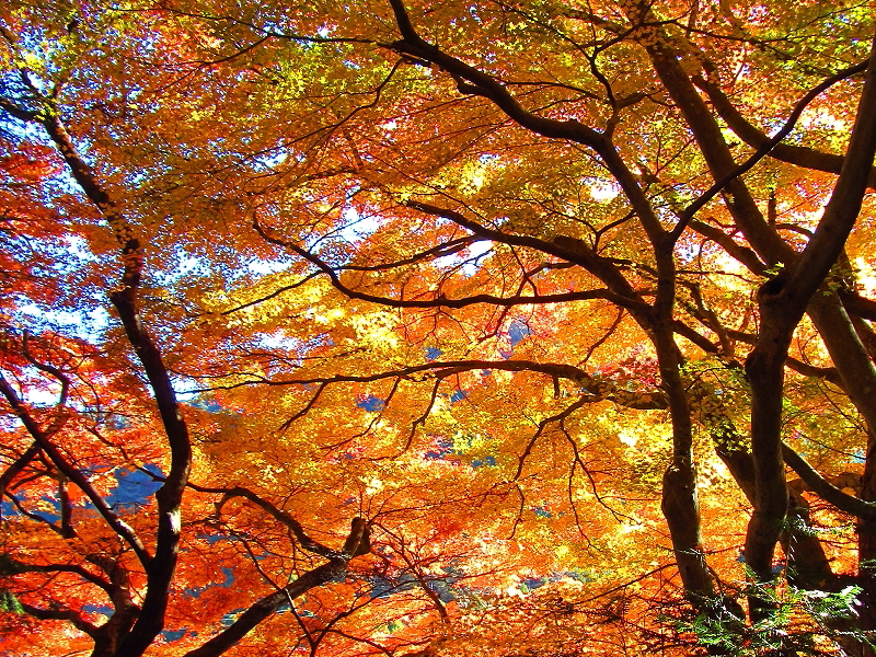 諦めるのはまだ早い 首都圏近郊 紅葉穴場スポット 丹沢 大山 神奈川県 の旅行記 ブログ By 琉球熱さん フォートラベル