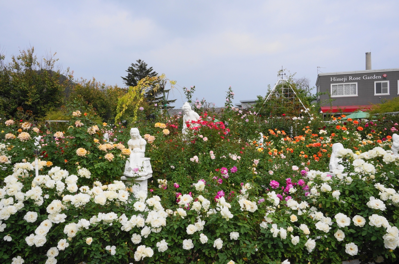 800種3500 のバラが咲き誇る姫路ばら園 姫路 兵庫県 の旅行記 ブログ By Ohchanさん フォートラベル 800種3500 のバラが咲き誇る姫路ばら園 姫路 兵庫県 の旅行記 ブログ By Ohchanさん フォートラベル