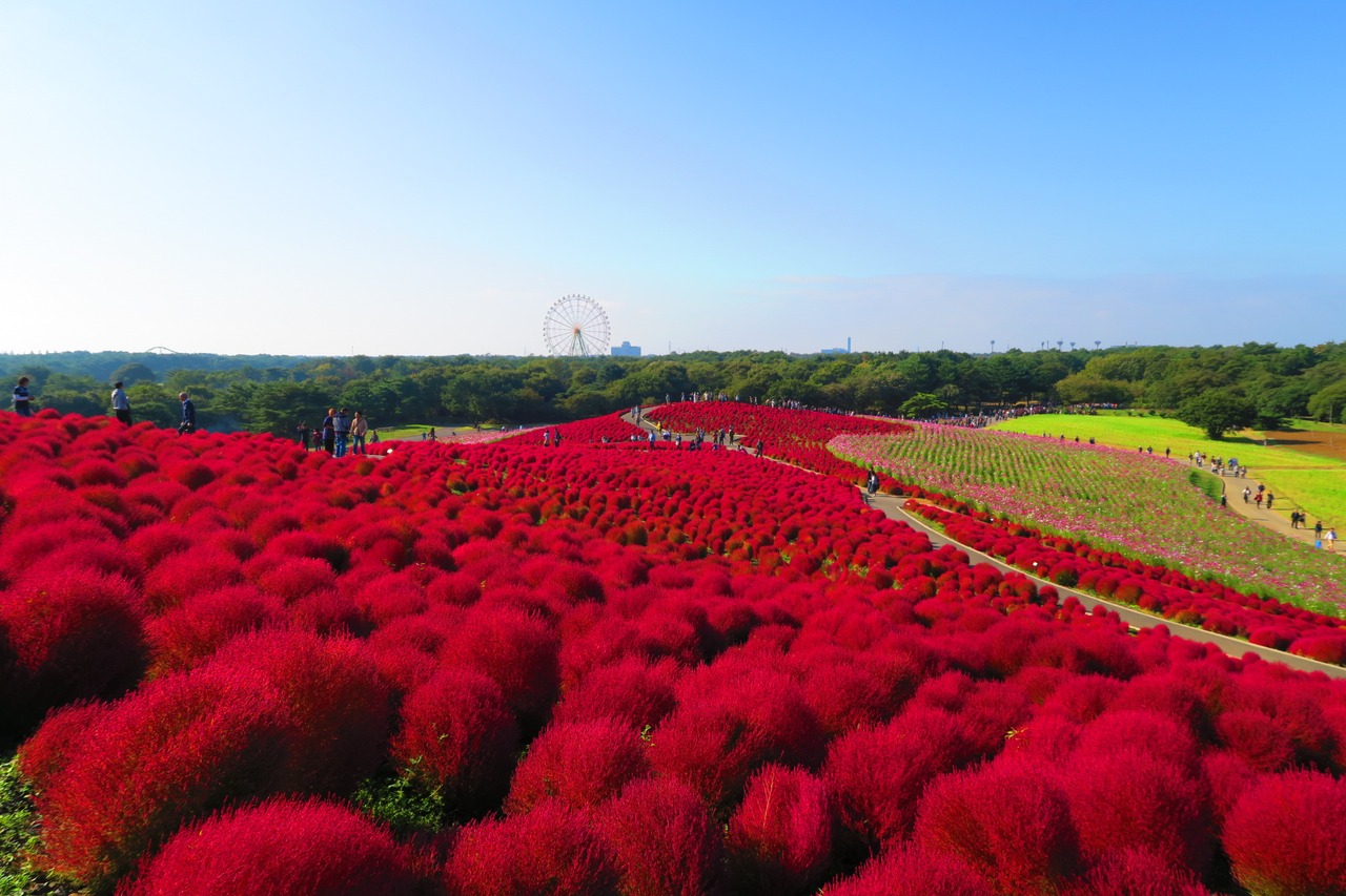 絶景 コキアの丘 ひたち海浜公園 ひたちなか 茨城県 の旅行記 ブログ By Shironekoさん フォートラベル