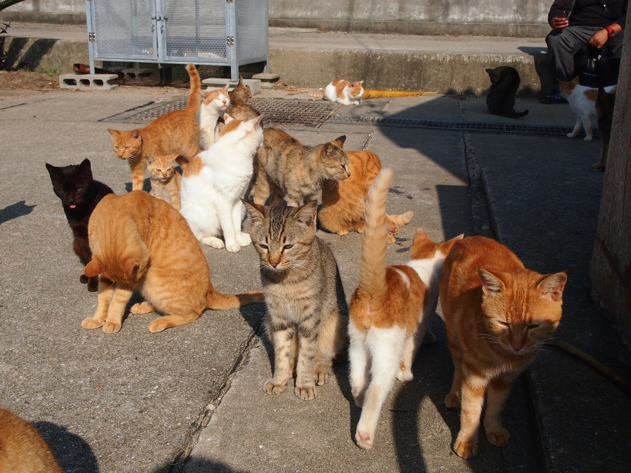 LCC春秋航空で行く、でら安讃岐路の旅(*^。^*) ２日目前編 u201c猫の島u201d男 