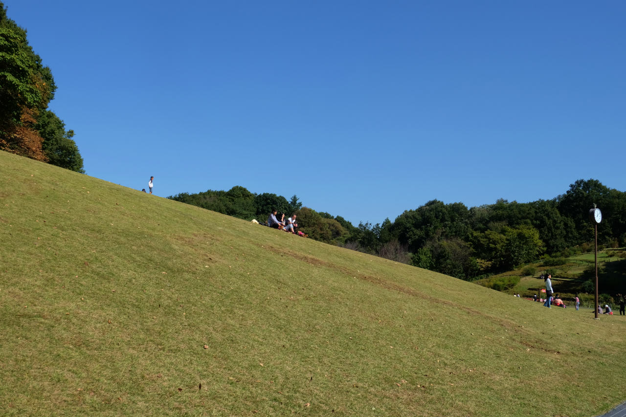 晴天の秋空の下 コキア ほうき草 赤ソバの花の咲く 国営武蔵丘陵森林公園 下 東松山 埼玉県 の旅行記 ブログ By 義臣さん フォートラベル