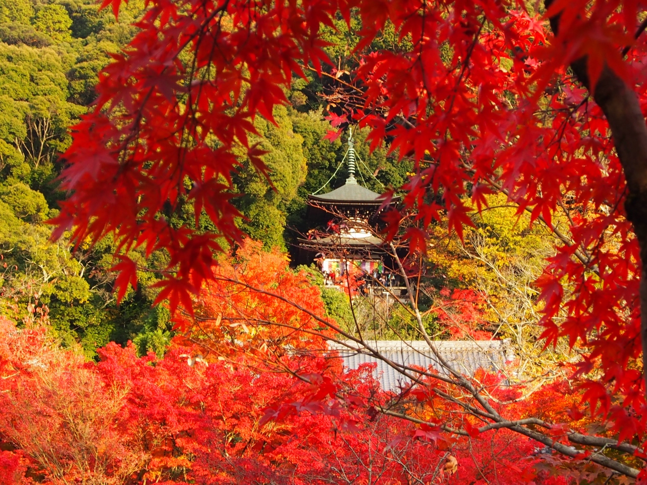 秋はやっぱり京都でしょっ ７ 京都の旅行記 ブログ By ペリカンさん フォートラベル