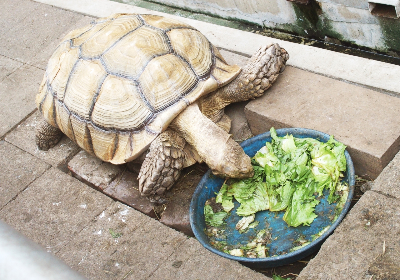 リクガメの散歩風景に出会える 食と農の博物館 東京の旅行記 ブログ By Stray Sheepさん フォートラベル