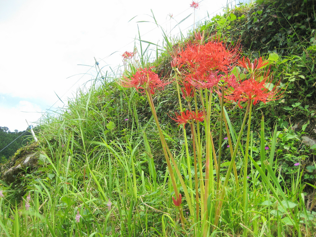 うきはで棚田の秋 彼岸花めぐりウォーキング 八女 筑後 福岡県 の旅行記 ブログ By Lilialiliaさん フォートラベル